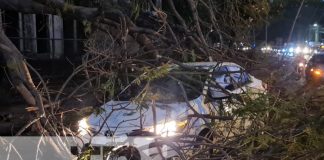 Pareja queda con el corazón en la mano, luego que un árbol atentara contra su vida