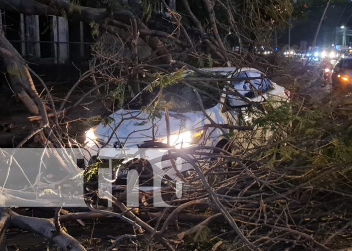 Pareja queda con el corazón en la mano, luego que un árbol atentara contra su vida