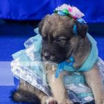 Pasarela de perritos con creativos diseños en Masaya Pasarela de perritos con creativos diseños en Masaya