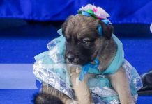 Pasarela de perritos con creativos diseños en Masaya Pasarela de perritos con creativos diseños en Masaya
