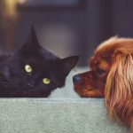 ¿Dormir con tu mascota afectaría tu salud? Aquí la respuesta ¿Dormir con tu mascota afectaría tu salud? Aquí la respuesta