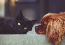 ¿Dormir con tu mascota afectaría tu salud? Aquí la respuesta ¿Dormir con tu mascota afectaría tu salud? Aquí la respuesta