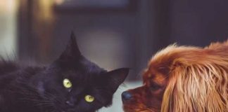 ¿Dormir con tu mascota afectaría tu salud? Aquí la respuesta