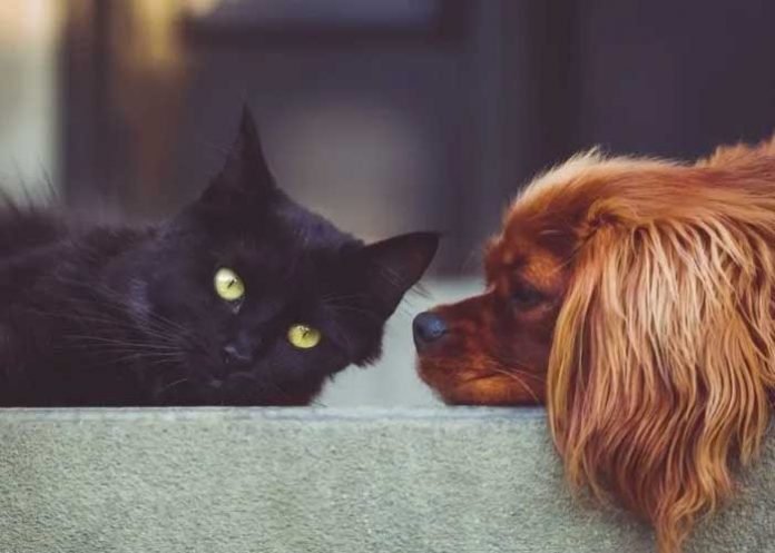 ¿Dormir con tu mascota afectaría tu salud? Aquí la respuesta