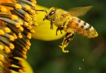 De esta manera es como las abejas aprenden la danza con la que se comunican De esta manera es como las abejas aprenden la danza con la que se comunican