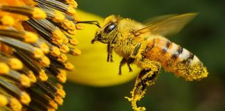 De esta manera es como las abejas aprenden la danza con la que se comunican