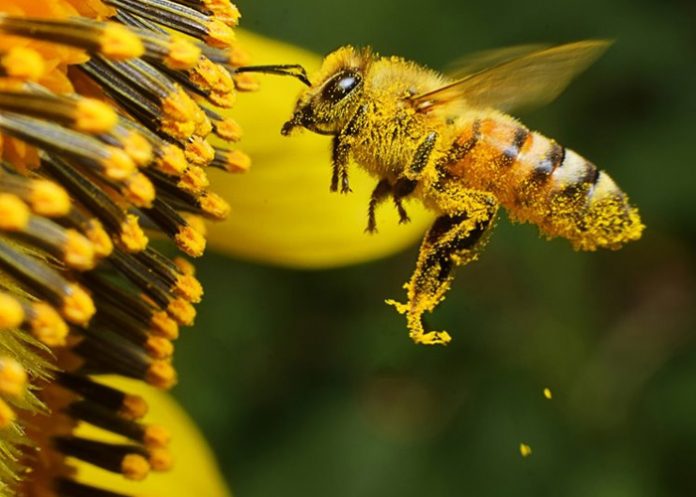 De esta manera es como las abejas aprenden la danza con la que se comunican