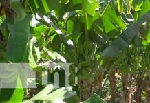 Pujante producción de plátanos en Cooperativa Agropecuaria Cocibolca de Rivas Pujante producción de plátanos en Cooperativa Agropecuaria Cocibolca de Rivas