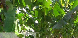 Pujante producción de plátanos en Cooperativa Agropecuaria Cocibolca de Rivas