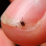 Se propaga enfermedad provocada por garrapatas en Estados Unidos
