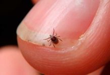 Se propaga enfermedad provocada por garrapatas en Estados Unidos Se propaga enfermedad provocada por garrapatas en Estados Unidos