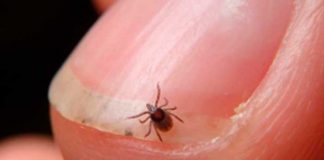 Se propaga enfermedad provocada por garrapatas en Estados Unidos