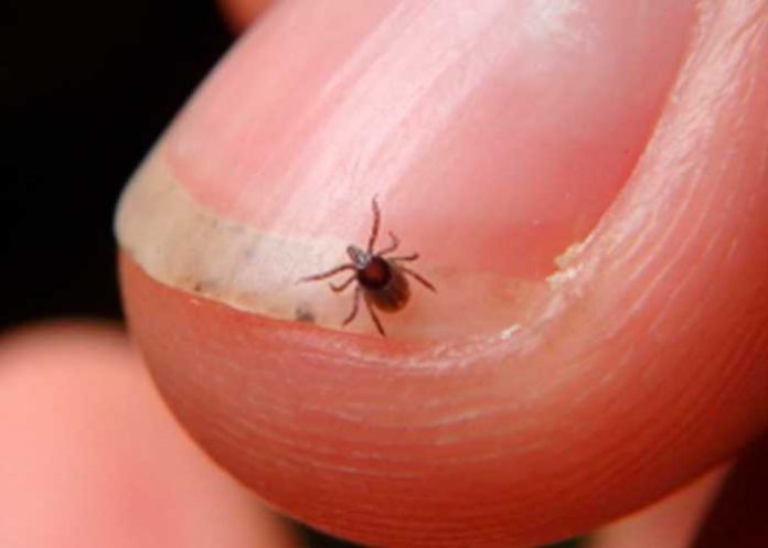 3 Se propaga enfermedad provocada por garrapatas en Estados Unidos