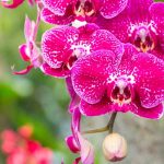 Descubren en Japón nueva especie de orquídea parecida al cristal