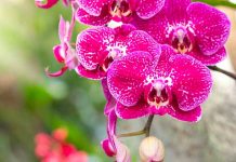 ¡Impresionante! Descubren especie de orquídea parecida al cristal en Japón Descubren en Japón nueva especie de orquídea parecida al cristal