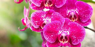 Descubren en Japón nueva especie de orquídea parecida al cristal