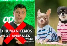 ¿Qué? Sacerdote pide no humanizar a los perros “No valen más que un humano” Sacerdote pide no humanizar a los animales “No valen más que un humano”