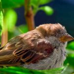 Enfurecido demanda a médicos «le cortaron su gurrioncito en una cirugía» Demanda a médicos porque le acortaron su miembro