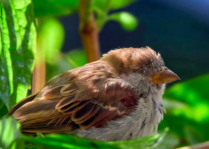 animal Demanda a médicos porque le acortaron su miembro