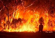 Ola de calor desata infernales incendios forestales en Australia