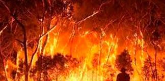 Ola de calor desata infernales incendios forestales en Australia