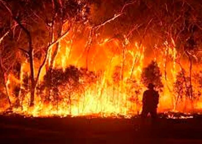 australia3 Ola de calor desata infernales incendios forestales en Australia