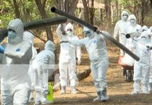 Nicaragua desarrolla simulacro de caso positivo de influenza aviar Foto: Simulacro sobre influenza aviar en Nicaragua / TN8