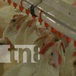 Nicaragua tiene en marcha un enorme plan para evitar el ingreso de la influenza aviar Foto: Reportaje especial sobre gripe aviar y empresas avícolas en Nicaragua / TN8