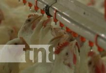 Nicaragua tiene en marcha un enorme plan para evitar el ingreso de la influenza aviar Foto: Reportaje especial sobre gripe aviar y empresas avícolas en Nicaragua / TN8