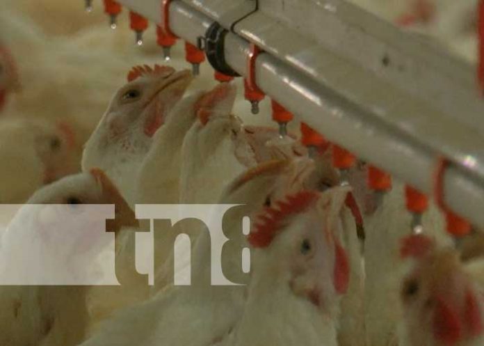 avico-001 Foto: Reportaje especial sobre gripe aviar y empresas avícolas en Nicaragua / TN8