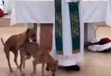 En plena misa una pareja de perros se subieron al púlpito para “pecar” ¡Viral! En plena misa una pareja de perros se subieron al púlpito para “pecar”