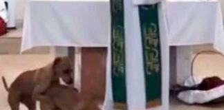 ¡Viral! En plena misa una pareja de perros se subieron al púlpito para “pecar”