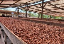 Nicaragua produce cacao de manera sostenible en empresa "Cacao Oro" en Rosita