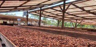 Nicaragua produce cacao de manera sostenible en empresa "Cacao Oro" en Rosita
