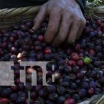 Exitosa cosecha cafetalera en la zona norte de Nicaragua Foto: Sectores económicos siguen mostrando tendencia de crecimiento/ TN8