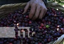 Exitosa cosecha cafetalera en la zona norte de Nicaragua Foto: Sectores económicos siguen mostrando tendencia de crecimiento/ TN8