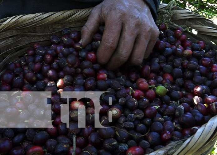 Foto: Sectores económicos siguen mostrando tendencia de crecimiento/ TN8