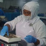 Camarones de Nicaragua S. A comenzará exportación a China