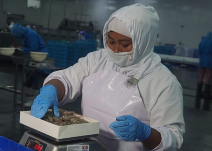 cama Camarones de Nicaragua S. A comenzará exportación a China