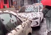 ¡Apocalíptica plaga! Lluvia de gusanos ha estremecido a Beijing, China