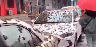 ¡Apocalíptica plaga! Lluvia de gusanos ha estremecido a Beijing, China