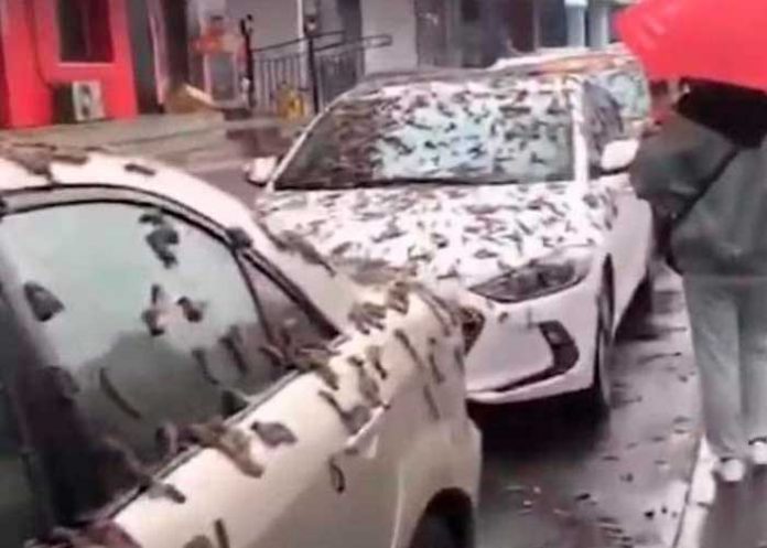 china2 ¡Apocalíptica plaga! Lluvia de gusanos ha estremecido a Beijing, China