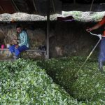 Bolivia arranca campaña para despenalizar la hoja de coca natural Bolivia arranca campaña para despenalizar la hoja de coca natural