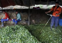 Bolivia arranca campaña para despenalizar la hoja de coca natural
