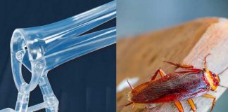 Cucaracha en la parte íntima de una mujer