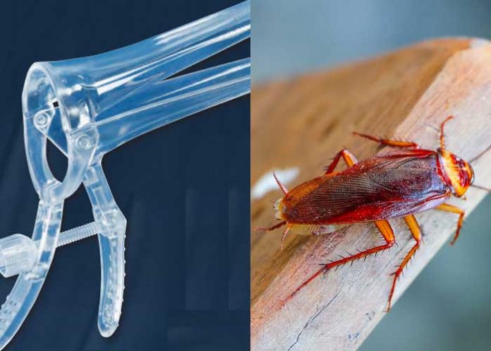 Cucaracha en la parte íntima de una mujer
