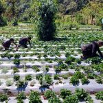 Crecimiento «dulce» para productores de fresas en Las Sabanas, Madriz Foto: Producción de fresas en Las Sabanas, Madriz / TN8