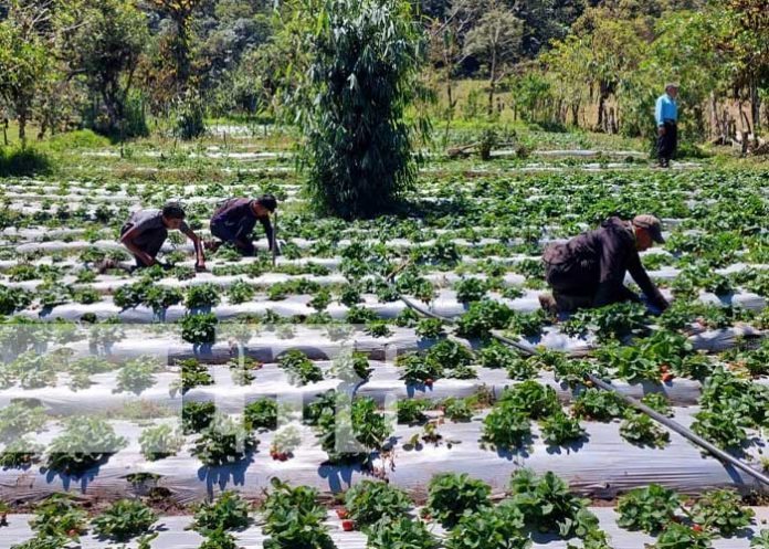 Foto: Producción de fresas en Las Sabanas, Madriz / TN8