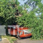 Foto: Caída de árbol en zona de Managua afectada por lluvias / TN8