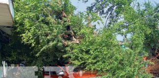 Foto: Caída de árbol en zona de Managua afectada por lluvias / TN8
